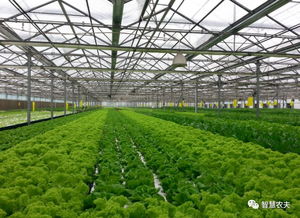 蔬菜無人種植工廠來了 從種植到采收全程自動(dòng)化，農(nóng)民會(huì)失業(yè)嗎？